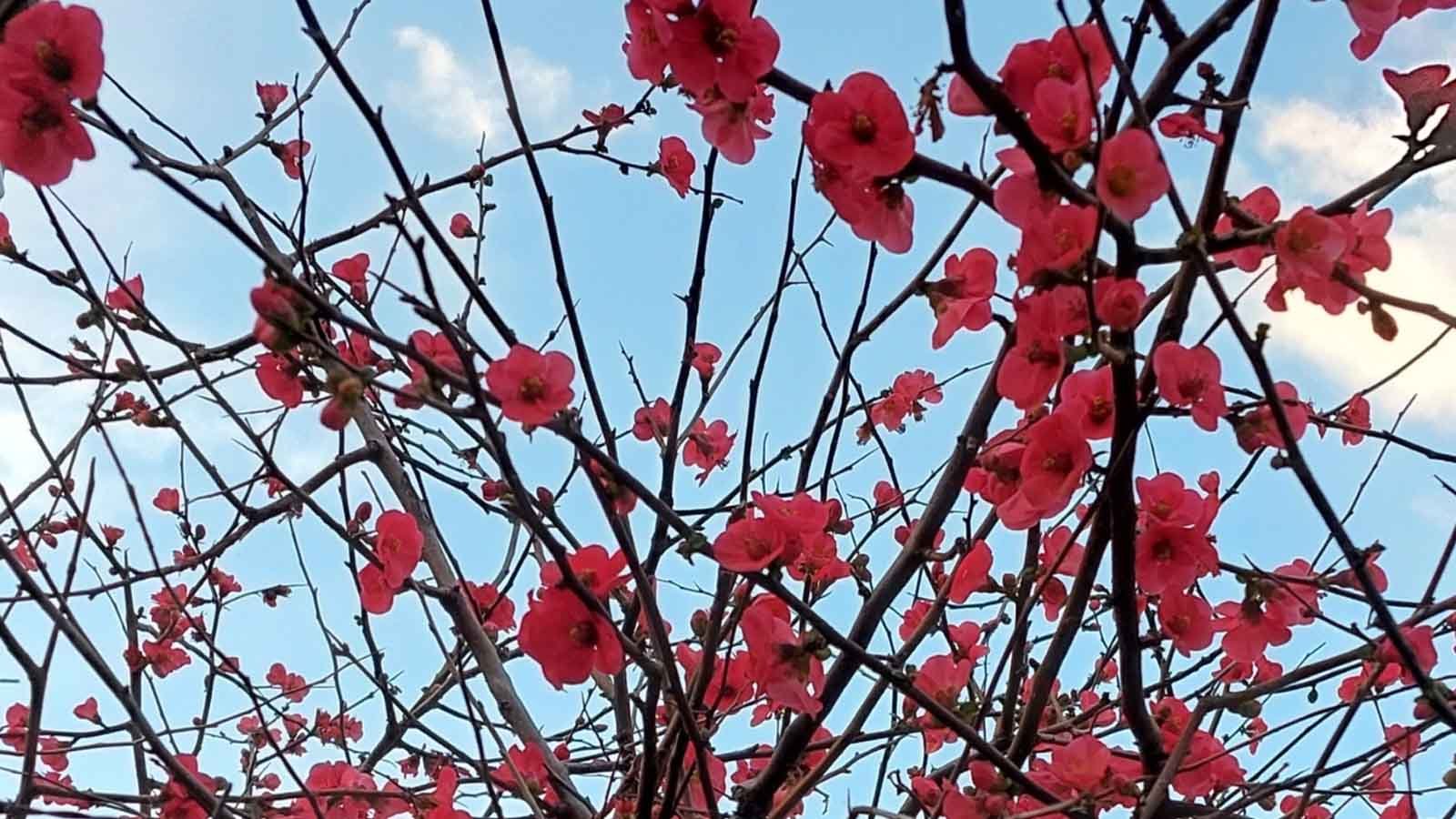 Garaj müzik’ten sevda deniz karali’nin “bu gece, Şimdi” teklisi yayında (1)