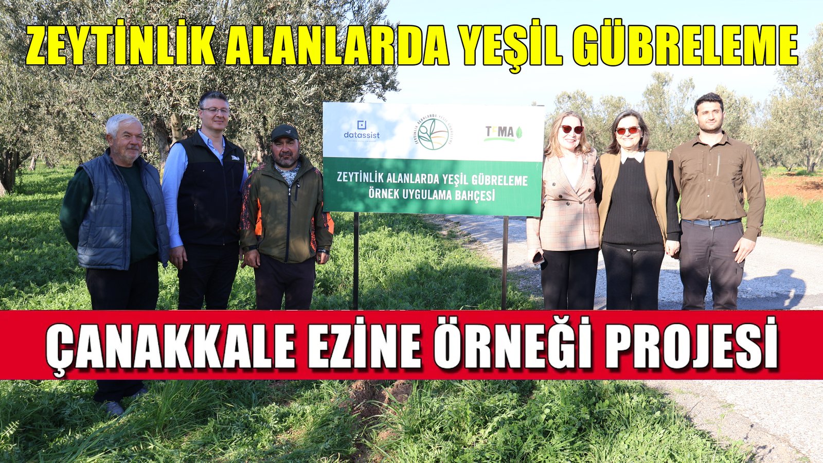 Ezine Zeytin Bahçelerinde Doğa Temelli Çözüm: Yeşil Gübreleme ile Kuraklığa Direnç Artacak